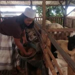 Peternak di Madiun Mulai Siapkan Ratusan Hewan Kurban Jelang Idul Adha