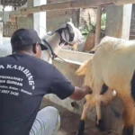 Mendekati Idul Adha, Villa Kambing Magetan Kebanjiran Pesanan