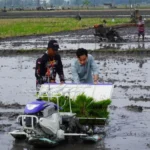 Wapres Gibran Tanam Padi di Ngawi, Tambah Alat Pertanian untuk Petani