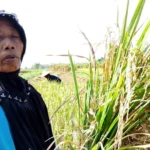 Serangan Hama Potong Leher, Petani Magetan Panen Dini dan Merugi