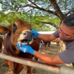 Jelang Idul Adha, DKPP Madiun Gencar Pemeriksaan Kesehatan