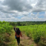 BMKG: Cuaca Kemarau Basah Masih Berpotensi Terjadi hingga Agustus