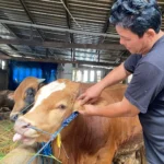 Pemkab Madiun Larang Wadah Plastik Pembagian Daging Kurban