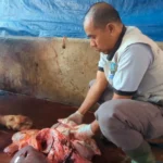 DKPP Madiun Lakukan Pemeriksaan Hewan, Fokus Pada Organ Dalam Hewan Kurban