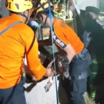 Dramatis, BPBD Magetan Evakuasi Kambing Jatuh ke Sumur Tua