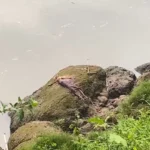 Tanem, Warga Ponorogo yang Dilaporkan Hilang, Ditemukan Tewas di Sungai Bengawan Madiun