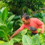Petani Lereng Wilis Mulai Panen Tembakau, Hadapi Tantangan Hama Meski Cuaca Bersahabat