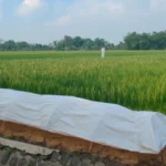 Kemarau Basah Ancam Petani Tembakau, Masa Tanam Mundur Hingga Juli