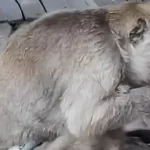 Monyet Legendaris Warung Puncak Gunung Lawu, Keluarga Mbok Yem Upayakan Temon Kembali