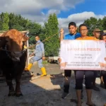 Sapi Kurban Presiden Prabowo Disembelih di RPH Magetan, Pembagian Daging oleh Masjid Agung Baitussalam