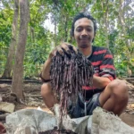 Budidaya Cacing Tanah Raup Untung Jutaan, Warga Madiun Ini Panen hingga Satu Ton