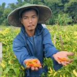 Harga Cabai Rawit Tembus Rp. 68 Ribu per Kg, Petani Raup Untung hingga Jutaan