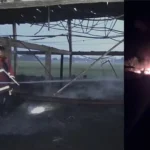 Kebakaran Kandang Ayam Di Ponorogo, Seribu Ekor Mati Terpanggang