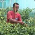 Manfaatkan Pekarangan, Pasutri di Magetan Sukses Budidayakan Cabai Rawit