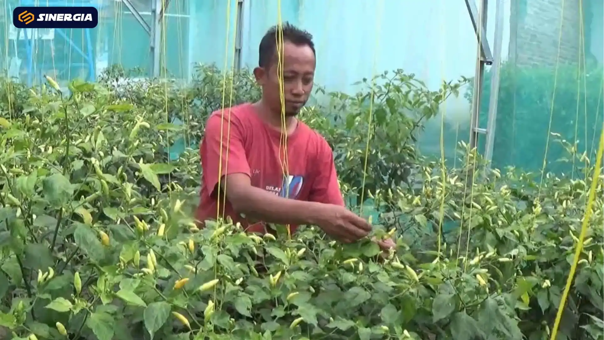 Manfaatkan Pekarangan, Pasutri di Magetan Sukses Budidayakan Cabai Rawit