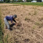 Serangan Wereng Meluas, Pemkab Ponorogo Siapkan 320 Liter Pestisida untuk Semprot Serentak