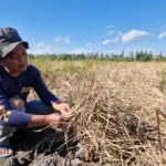 Hama Wereng Serang Sawah Petani Ponorogo, Potensi Gagal Panen Tak Terhindarkan