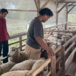 Pesantren di Nganjuk Kembangkan Peternakan Domba untuk Dukung Usaha Pertanian