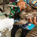 DKPP Kota Madiun Vaksinasi Unggas Setelah Ditemukan Kasus Avian Influenza