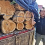 Oknum Karyawan Perhutani Terlibat, Polisi Tangkap 2 Orang Pembawa Kayu Jati Ilegal