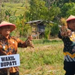 Panen Raya Bawang Merah, Pemkab Madiun Dorong Petani Kembangkan Komoditas Baru untuk Tekan Inflasi