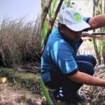 Petani Tebu PG Rejoagung Madiun Aman Pembayaran, Berbeda dengan Wilayah SGN