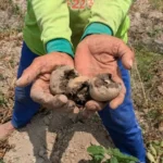 Petani Kentang Plaosan Terjepit, Panen Melimpah Tak Terserap Pabrik