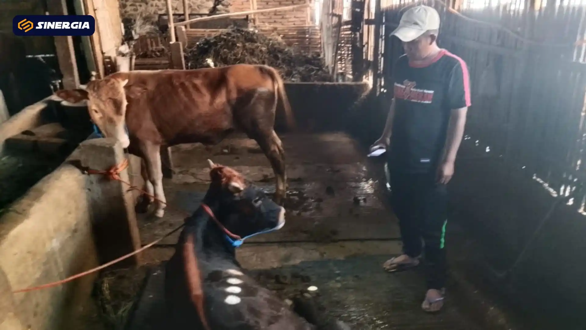 Wabah PMK Kembali Serang Magetan, Peternak Terpaksa Jual Murah Sapi