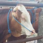 Kasus Kematian Sapi Akibat PMK di Magetan Naik Dua Kali Lipat