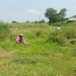 Alih-Alih Ikon Wisata, Eco Bamboo Park Magetan Kini Jadi Lahan Cari Rumput