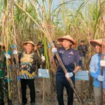 Panen Tebu di Madiun, Ibas Dukung Petani Wujudkan Swasembada Gula 2026