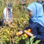 Harga Tomat Jatuh ke Rp 2.000 per Kg, Gubernur Jatim Instruksikan Pemda Serap Hasil Panen Petani