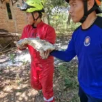 Dua Damkar dan Satu Jurnalis Tersengat Tawon Hutan saat Evakuasi di Ponorogo