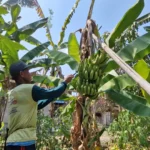 Unik! Warga Ponorogo Bayar Pajak Pakai Pisang Cavendish