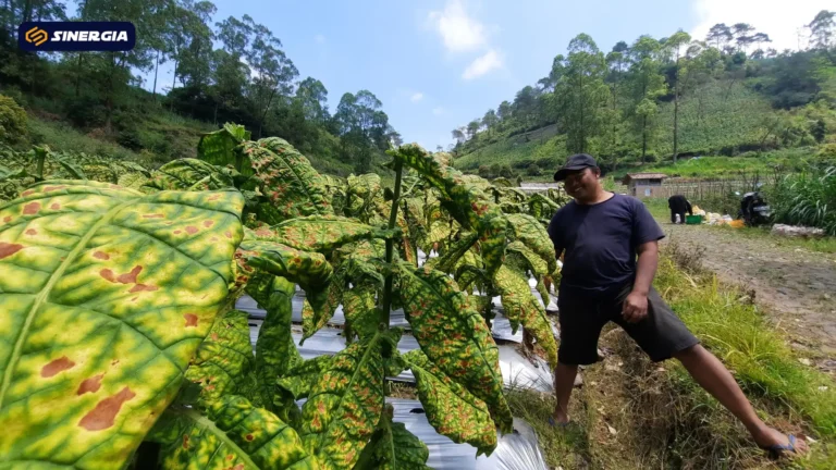 SalinandariSalinandariSalinandariSalinandariSalinandariSalinandariTEMPLATEGAMBARPOST-ezgif.com-jpg-to-webp-converter (2)