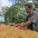 Harga Rajangan Tembakau Merosot, Luas Tanaman Juga Turut Menyusut