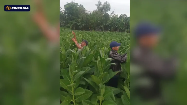 SalinandariSalinandariSalinandariSalinandariSalinandariSalinandariTEMPLATEGAMBARPOST-ezgif.com-jpg-to-webp-converter (2)