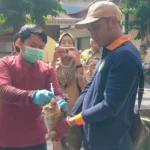 DKPP Kota Madiun Sediakan 80 Dosis Vaksin Rabies untuk Kucing Liar