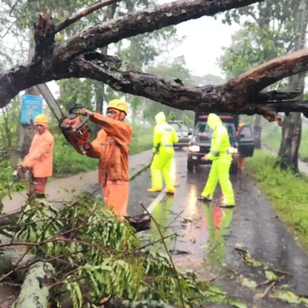 Pohon Tumbang Tutup Jalur Magetan–Bendo Polsek dan BPBD Lakukan Evakuasi