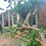 Diterjang Angin Kencang, Rumah Warga Rusak Tertimpa Pohon Tumbang