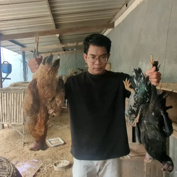 Puluhan Ayam Mati Mendadak di Madiun, Peternak Panik dan Lakukan Pemotongan Massal