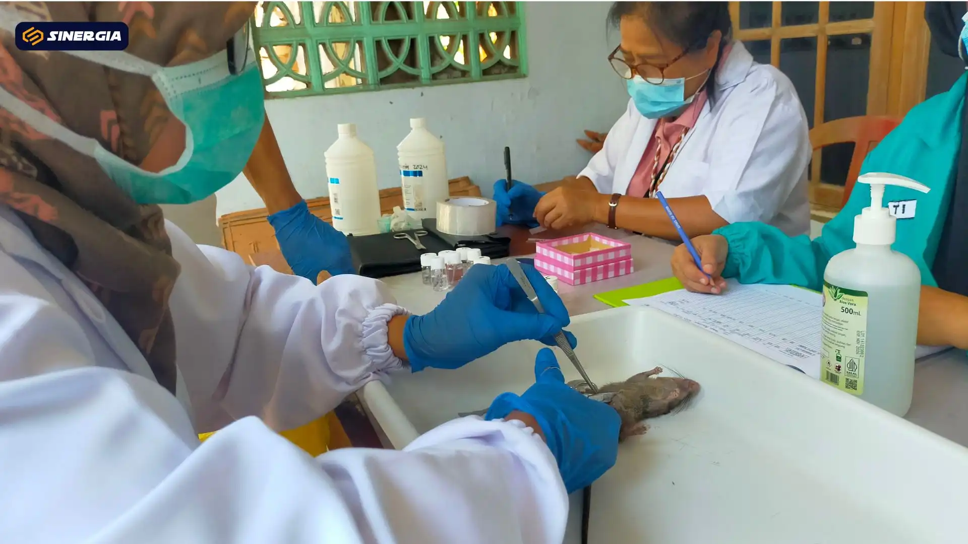 BRIN Teliti Penyakit Murine Typhus di Kota Madiun, Deteksi Dini Lewat Sampel Tikus