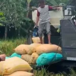 Bulog Madiun Serap 95,8 Persen Gabah dan Beras Petani dari Target Tahunan