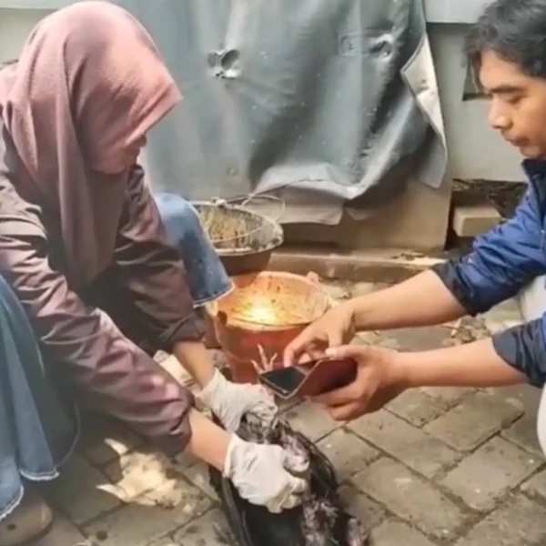DKPP Kab. Madiun Duga Puluhan Ayam Mati Mendadak Akibat Flu Burung