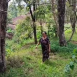 Ratusan Hektar Cengkeh Mati Diserang Bakteri, Petani Rugi Puluhan Juta