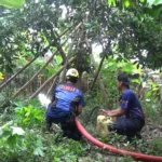Damkar Ponorogo Evakuasi Sarang Tawon Vespa Raksasa Di Pekarangan Warga Babadan