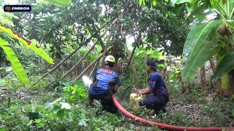 DAMKAR EVAKUASI TAWON VESPA