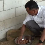Harga Telur Naik, Warga Miskin Di Ponorogo Malah Untung