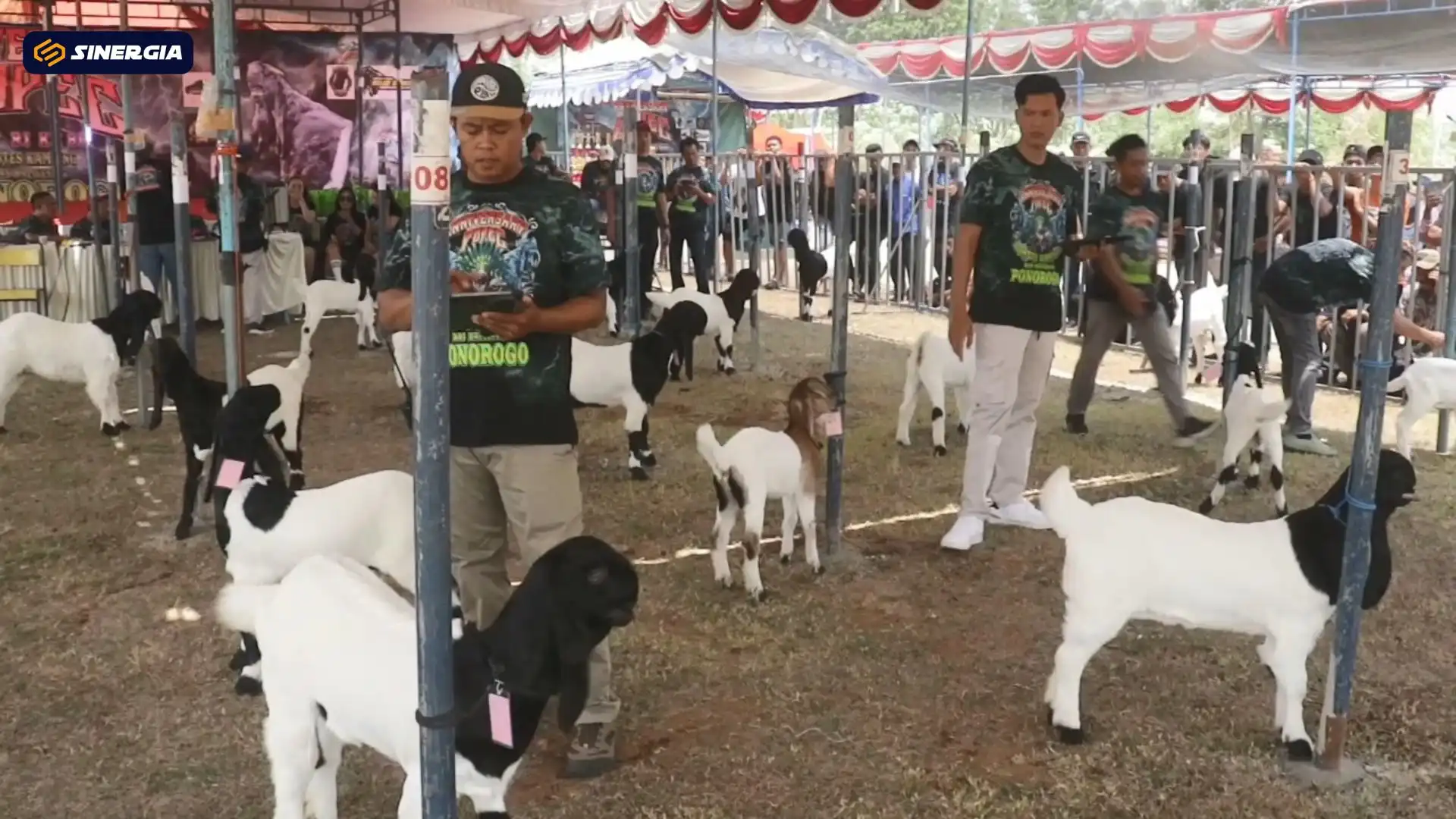 Menilik Keseruan Kontes Ratusan Kambing Etawa Seharga Jutaan Rupiah