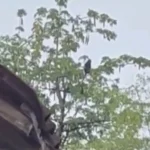 Lutung Liar Berkeliaran di Siman Ponorogo, Polisi Imbau Warga Tak Lakukan Perburuan